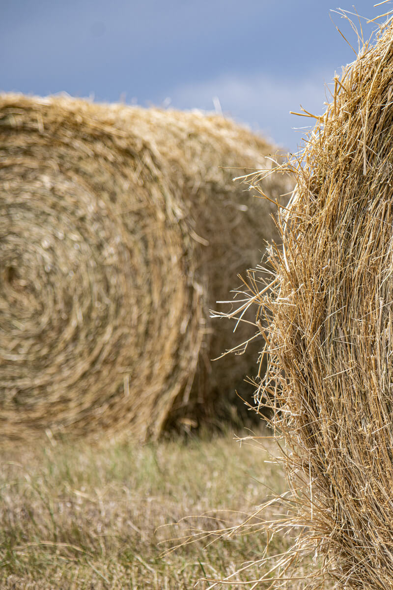 Alfalfa bales