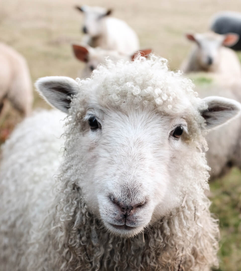 Sheep background image